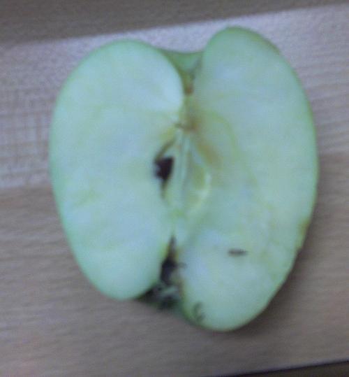 mela il frutto proibito vagina