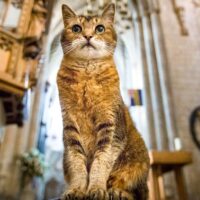 chiesa cattolica gatto